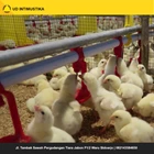 Project Bundling Tools Ternak Ayam Populasi 10000 Ekor 3